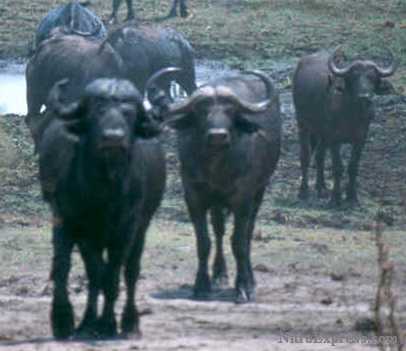 Cape Buffalo