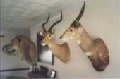 Mpofu's Trophy pics