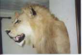 Mpofu's trophy lion